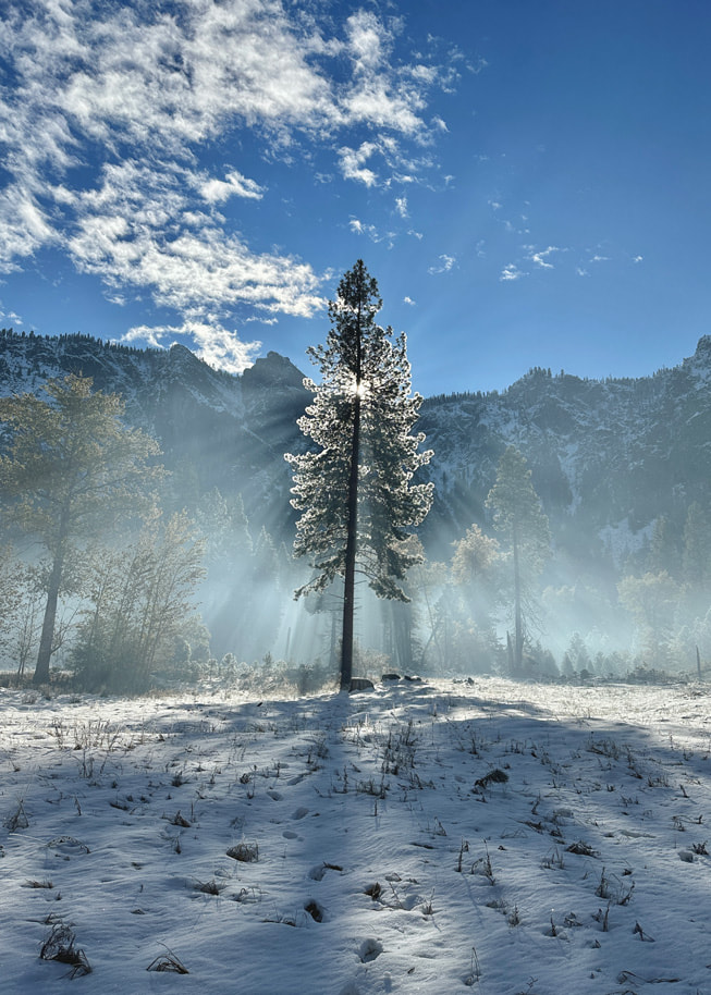 A photo of a tall tree soaked in sunlight in Yosemite National Park.