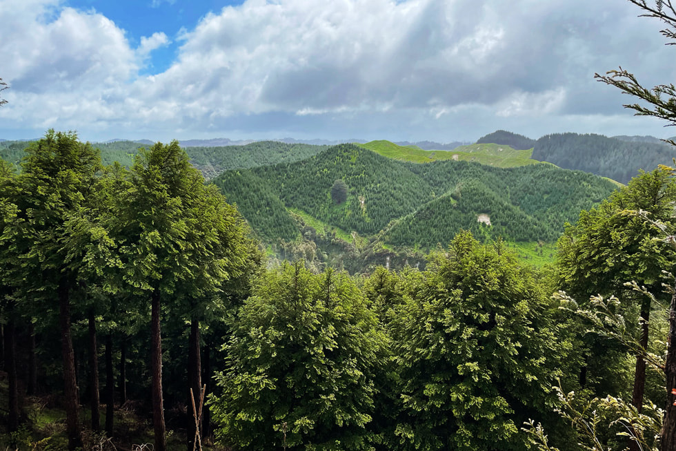 An image of forestland in New Zealand.