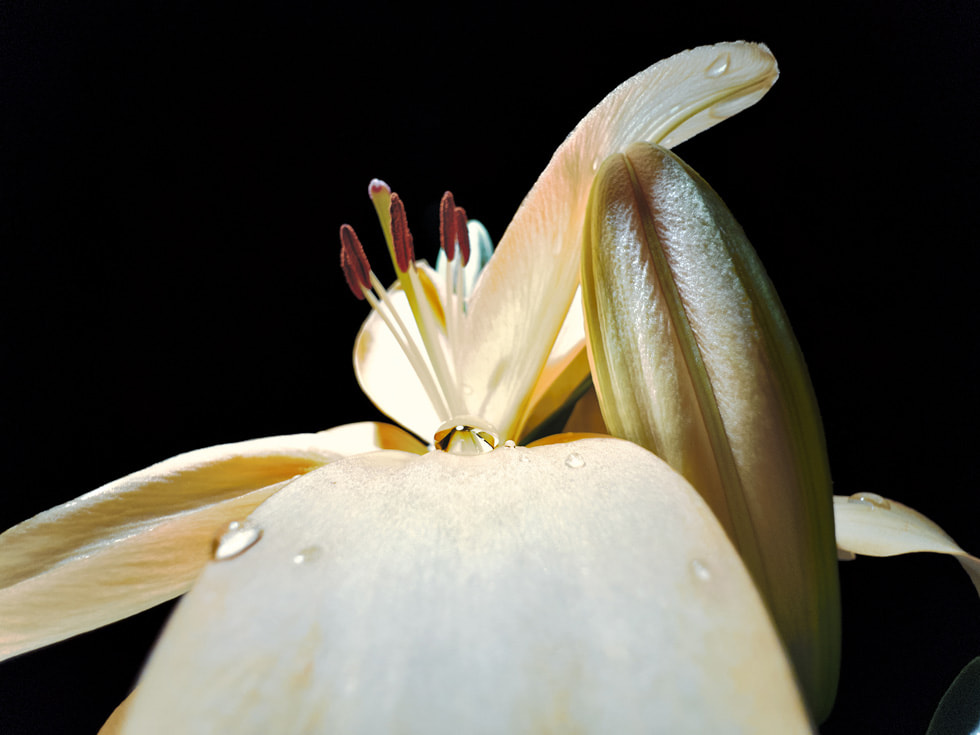 Daniel Olah’s winning macro photo shot on iPhone 13 Pro shows a close-up look at a yellow flower with water droplets on it.