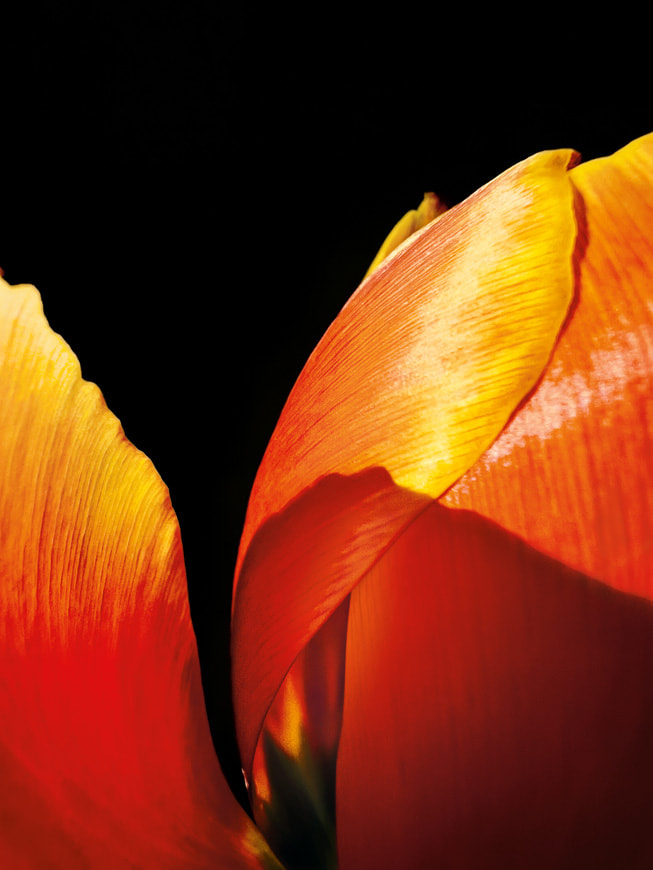 Hojisan’s winning macro photo shot on iPhone 13 Pro shows a close-up look at a flower’s colorful petals.